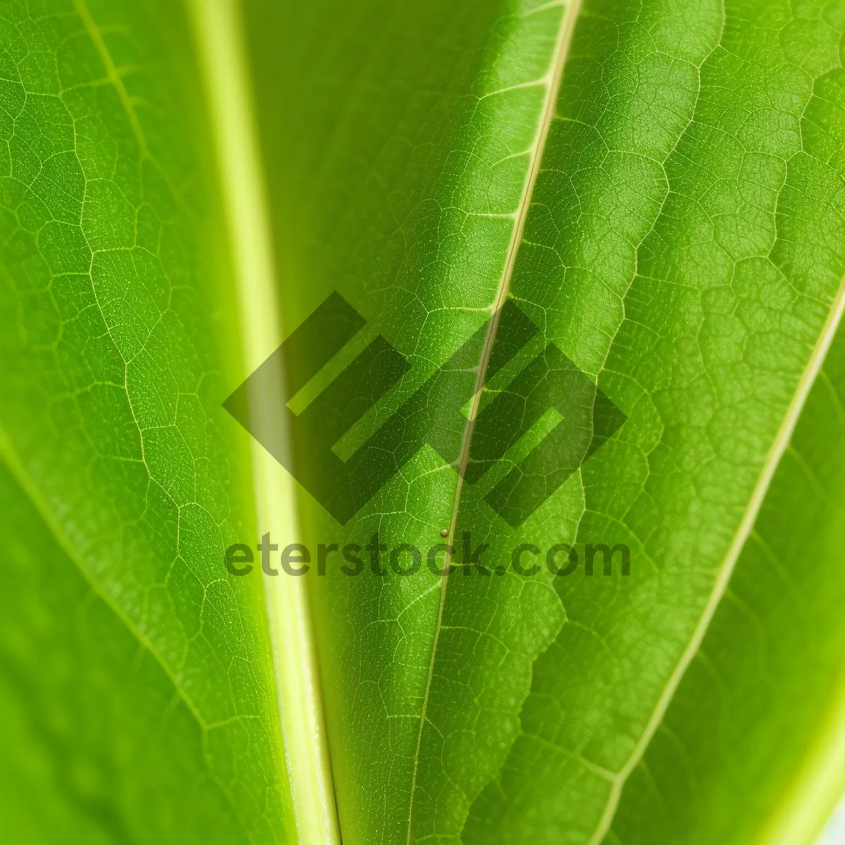 Picture of Vibrant Flora: Sprouting Leaf in Lush Garden