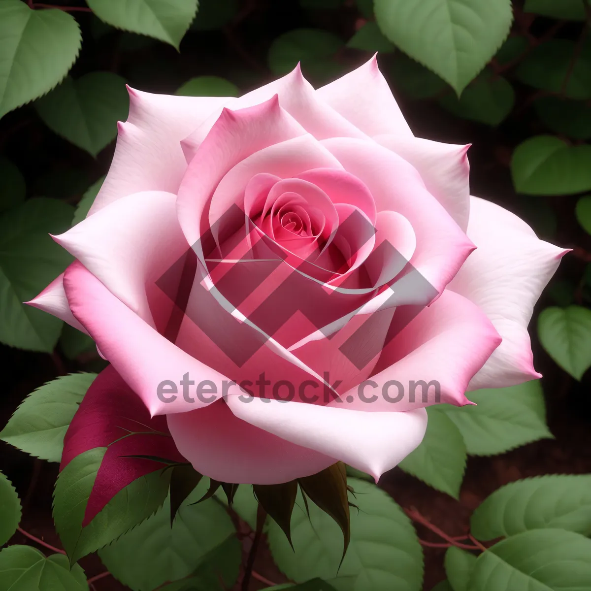 Picture of Blooming Pink Rose - Symbol of Love