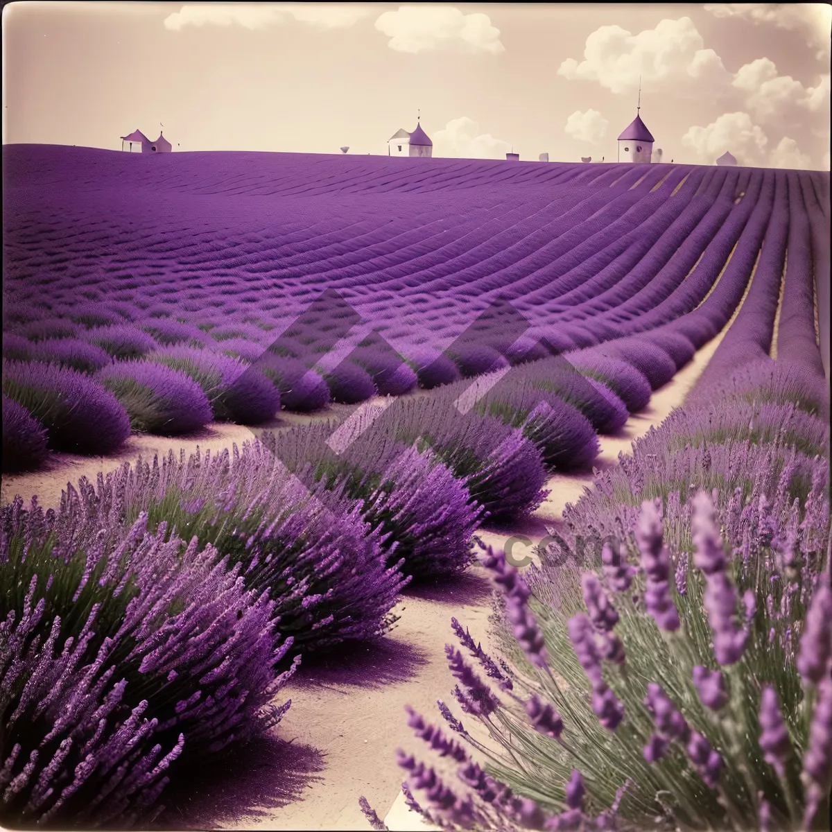 Picture of Vibrant Purple Lavender Shrub in Field