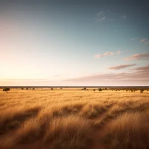 Golden Wheat Field Bathed in Sunset Glow