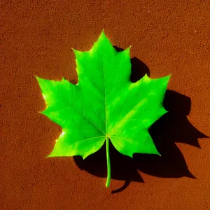 Vibrant Maple Leaf in Autumn Foliage