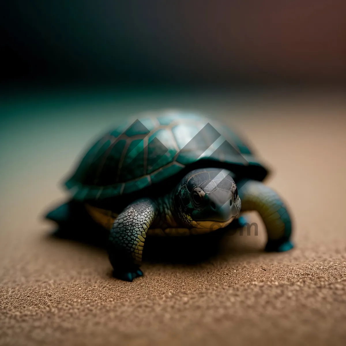 Picture of Cute Terrapin Turtle: Slow Reptile with a Protective Shell