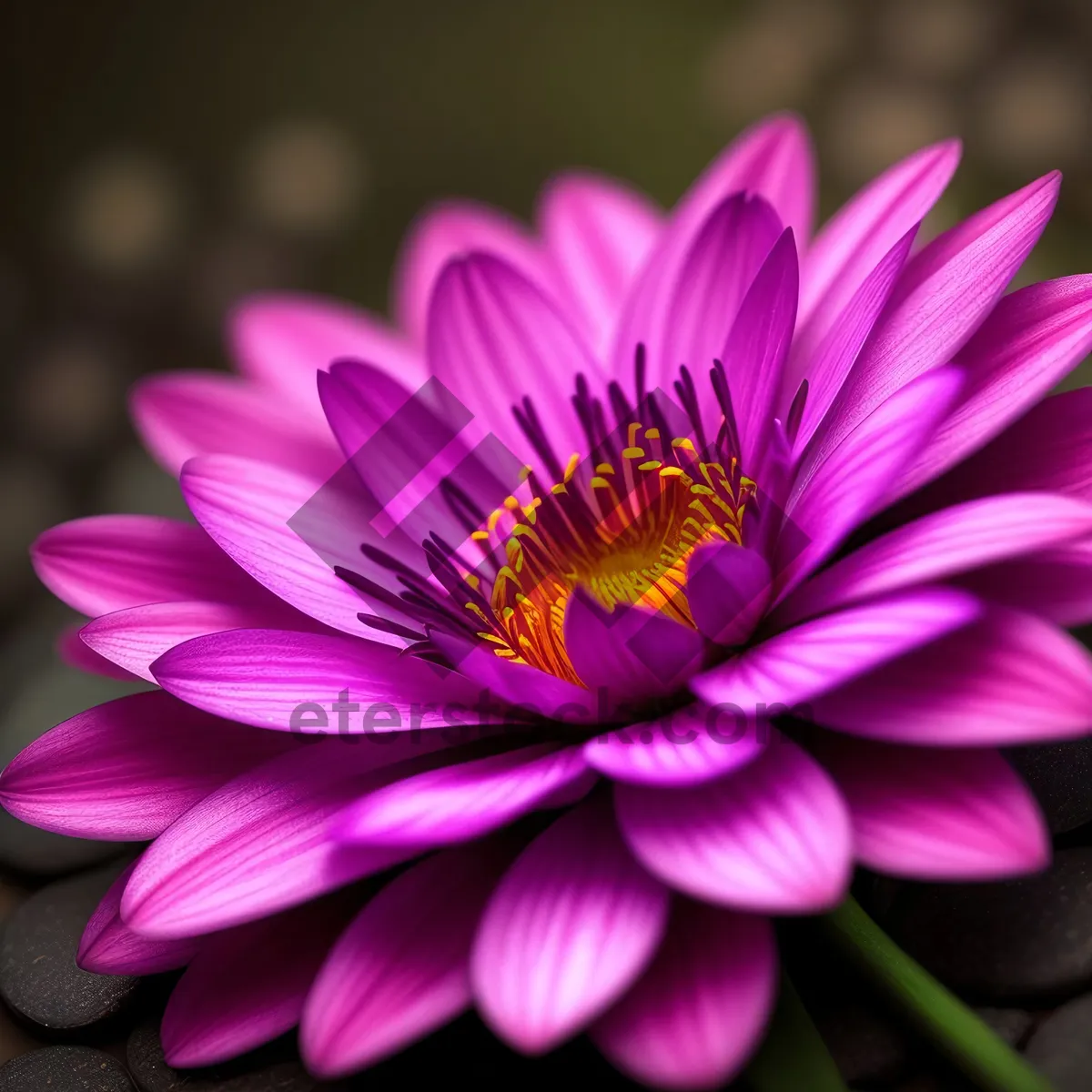 Picture of Blooming Pink Daisy Petals in Spring Garden