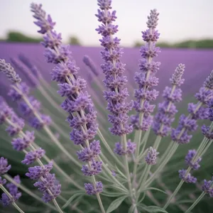 Lavender Blooms in Rural Garden"
or
"Purple Herbal Shrub Fragrance