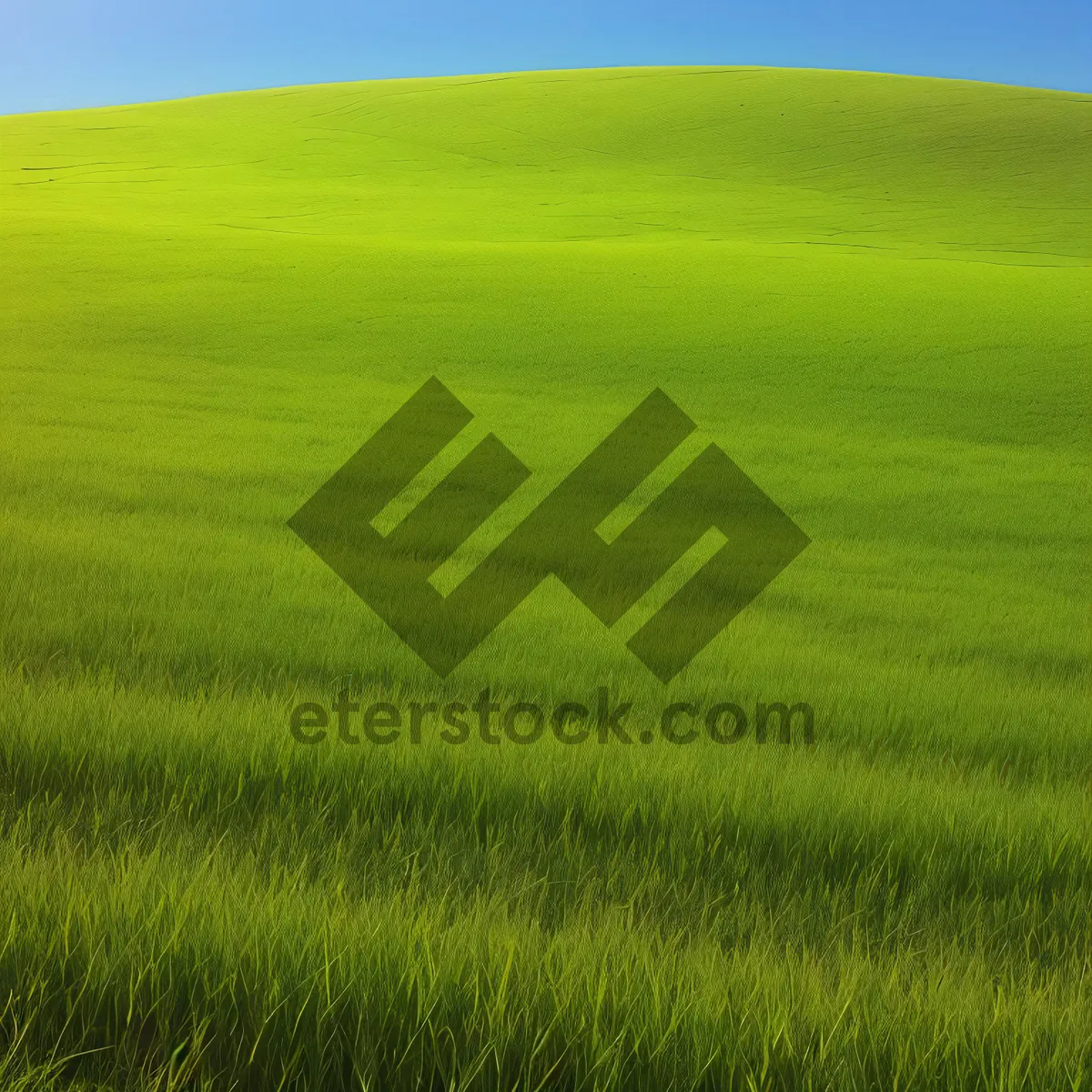 Picture of Golden Fields under Blue Skies