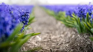 Purple floral garden blooms in spring