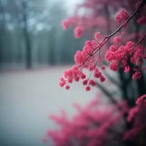 Spring Blossoms in a Pink Spirea Garden