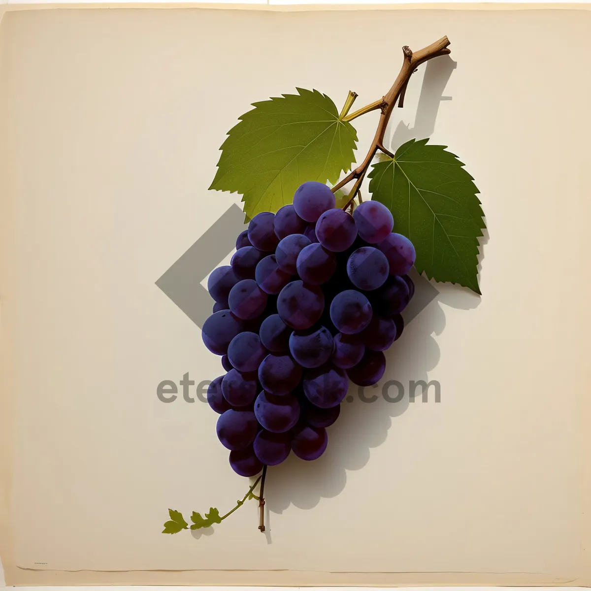 Picture of Juicy Autumn Harvest: Purple Muscat Grapes at Vineyard