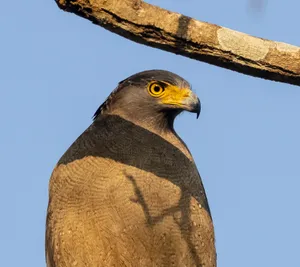 Yellow-eyed majestic bird of prey with sharp beak.