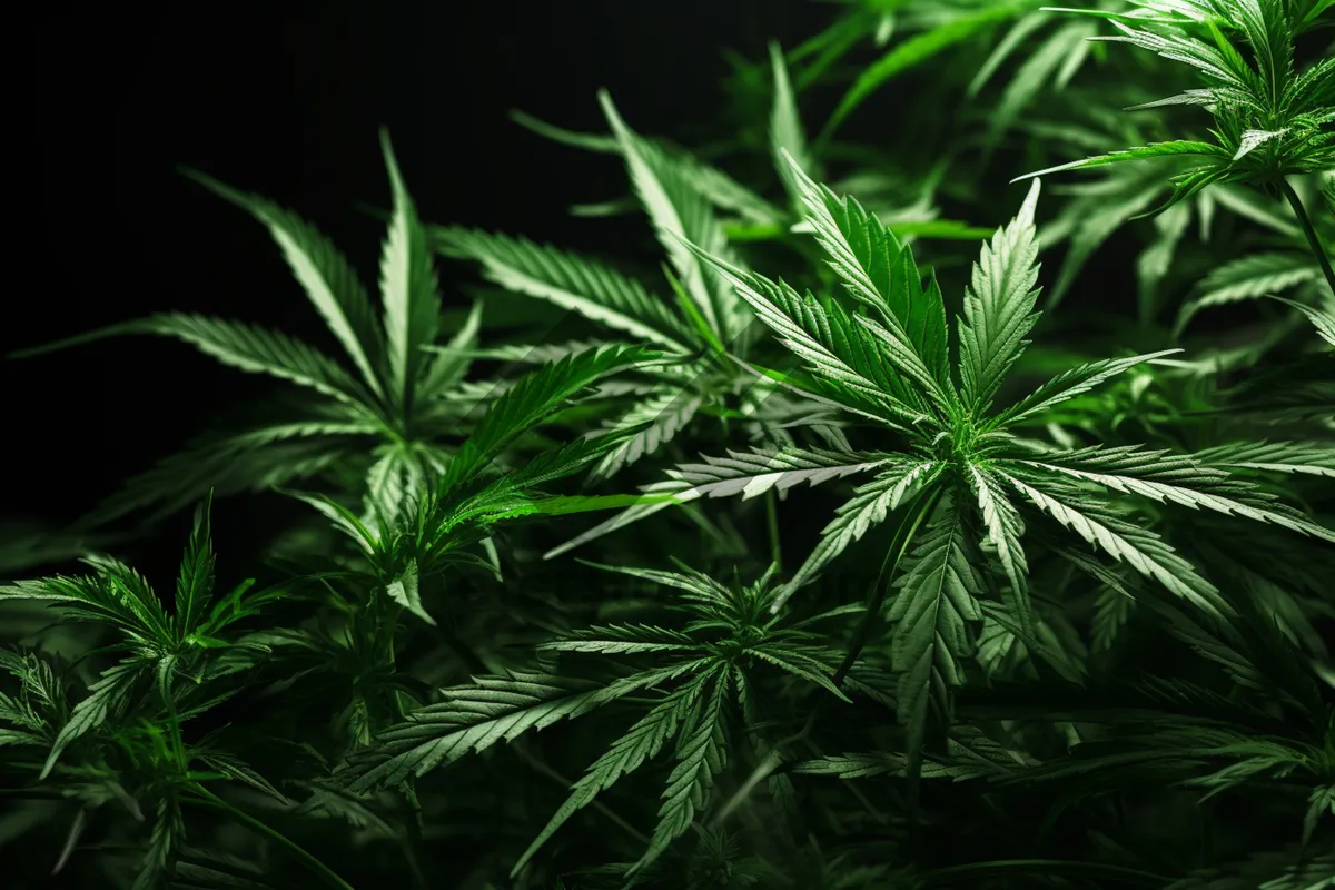 Picture of Woody Plant with Cannabis Branch and Leaves