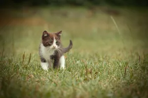 Adorable Curious Kitten with Big Beautiful Eyes