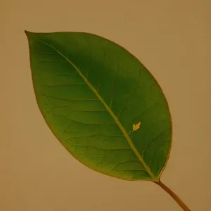 Summer Foliage: Fresh Leaves of Wild Ginger in a Garden