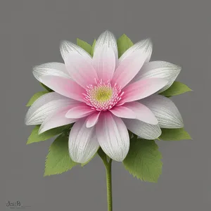 Pink Lotus Blossom in Full Bloom