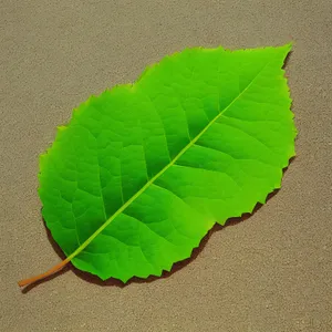 Fresh Kale Leaf in a Summer Garden