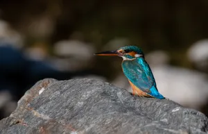 Wildlife bird with vibrant feathered wings and beak.