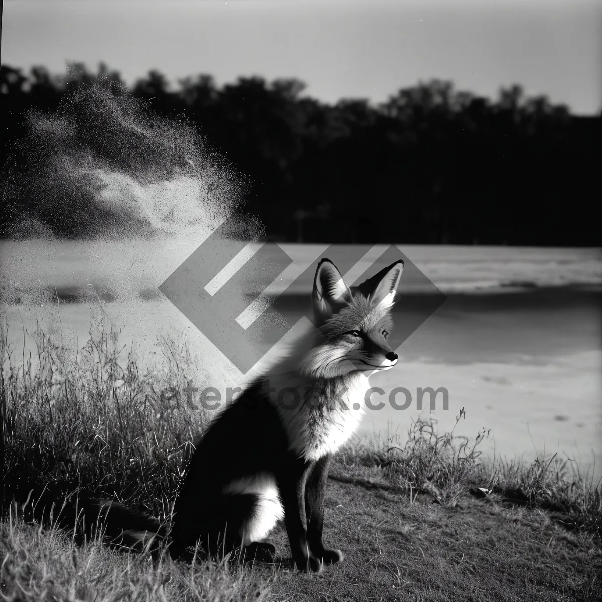 Picture of Fluffy Red Fox Portrait