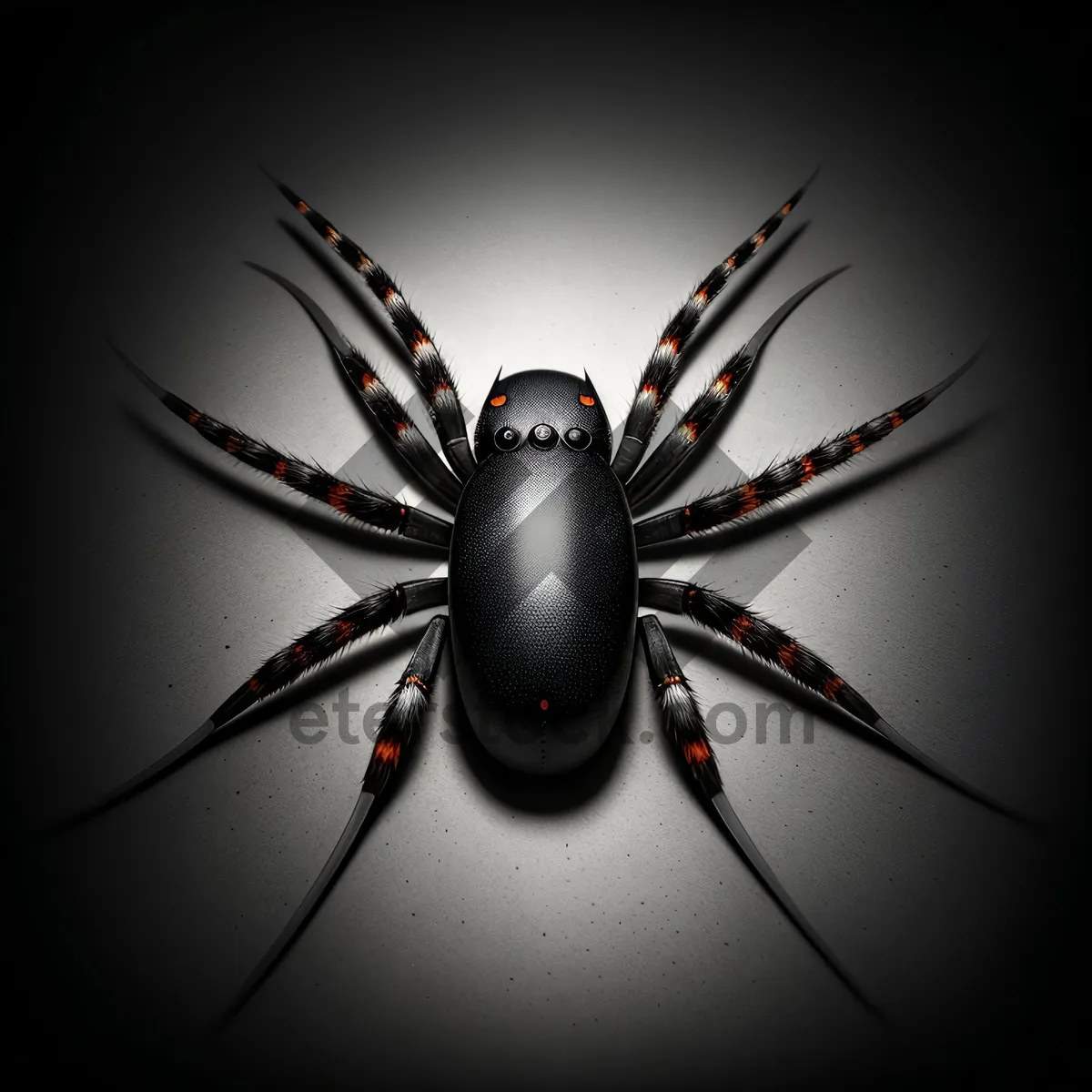 Picture of Black Widow Arachnid Close-up Image