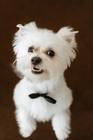 Studio portrait of a cute brown terrier puppy