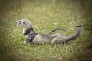 Adorable black-footed ferret in the wild habitat.