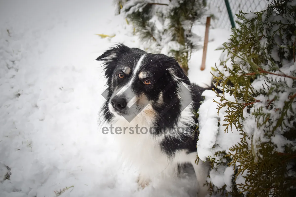 Picture of Border Collie Puppy in Studio Portrait Close-up