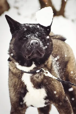 Brown Shepherd Dog with Cute Black Muzzle Portrait