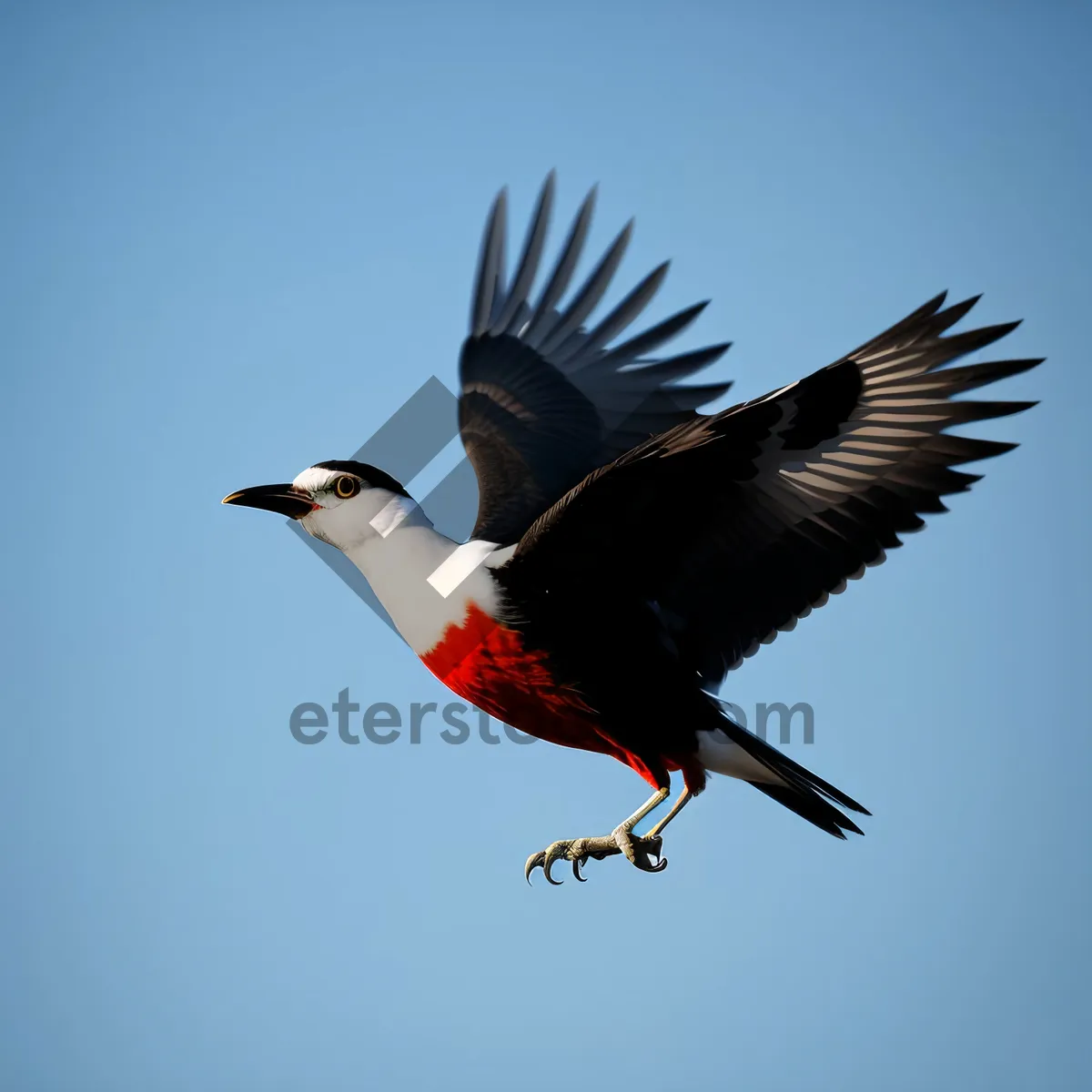 Picture of Wild Grouse in Flight with Majestic Feathers.