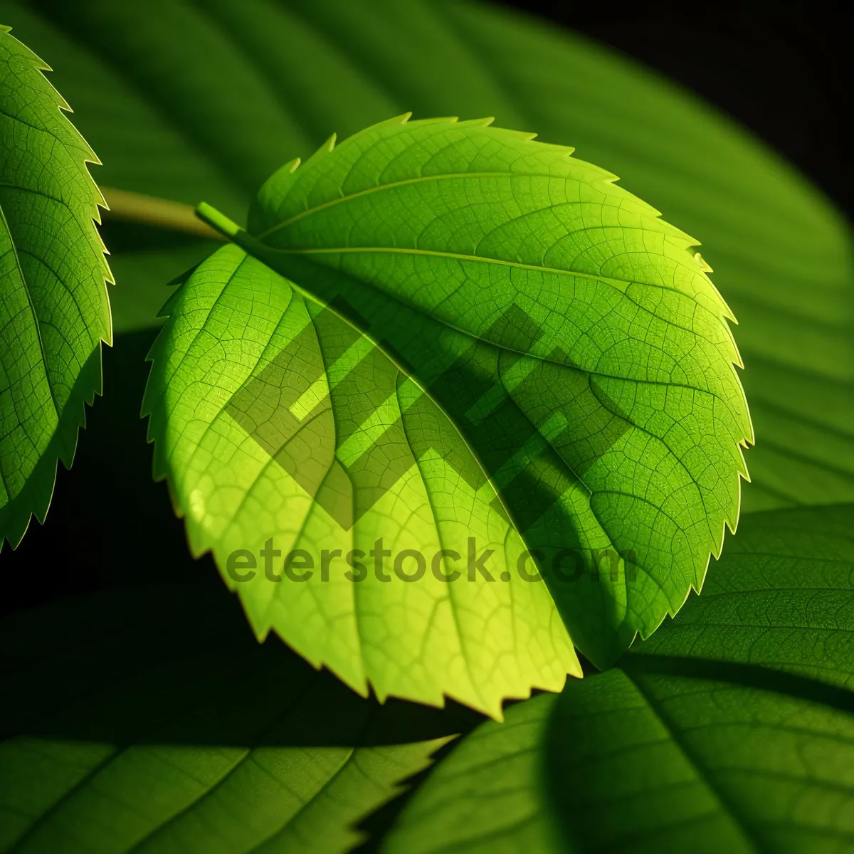 Picture of Vivid Forest Foliage in Summer's Glow