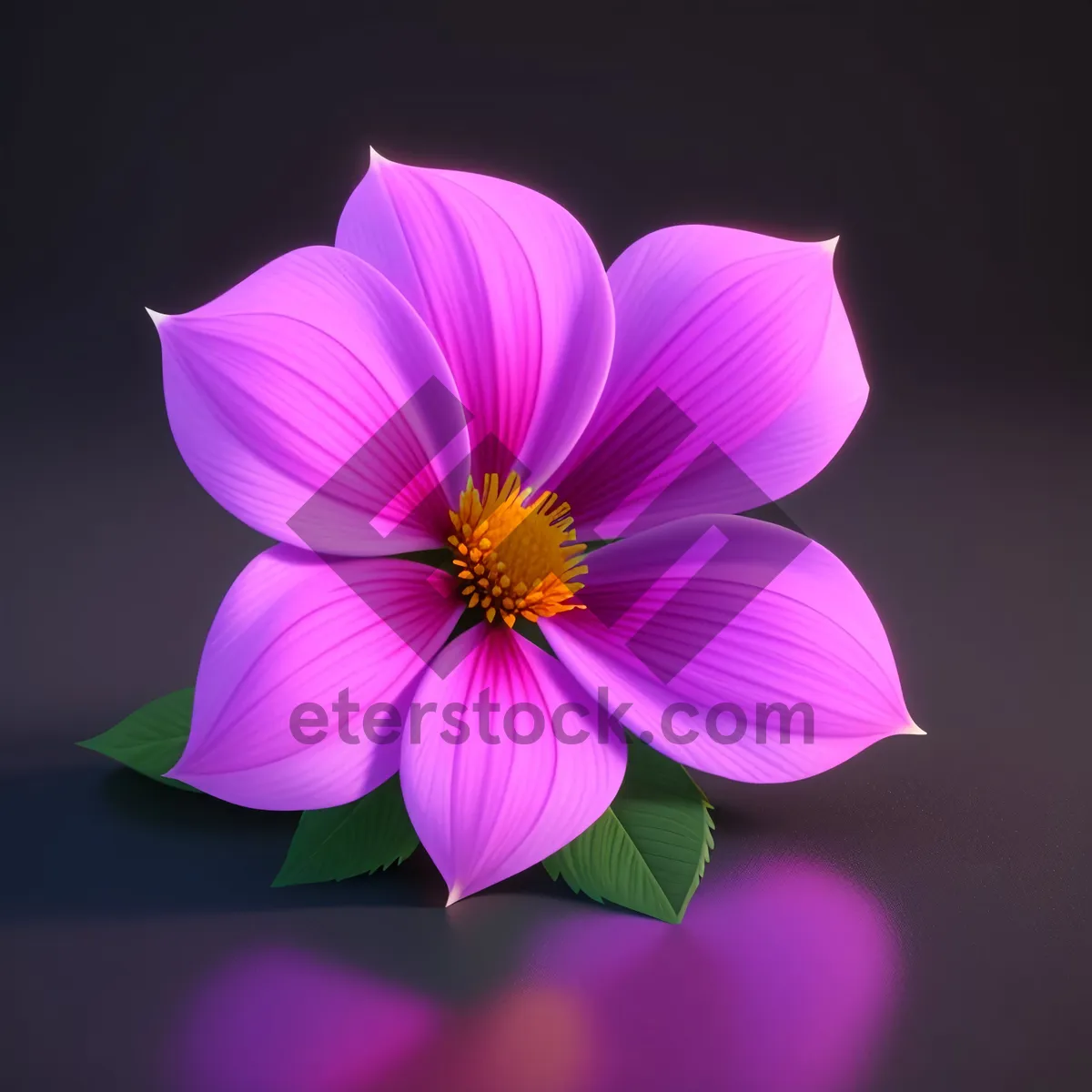 Picture of Bright Pink Daisy Blossom in Summer Garden