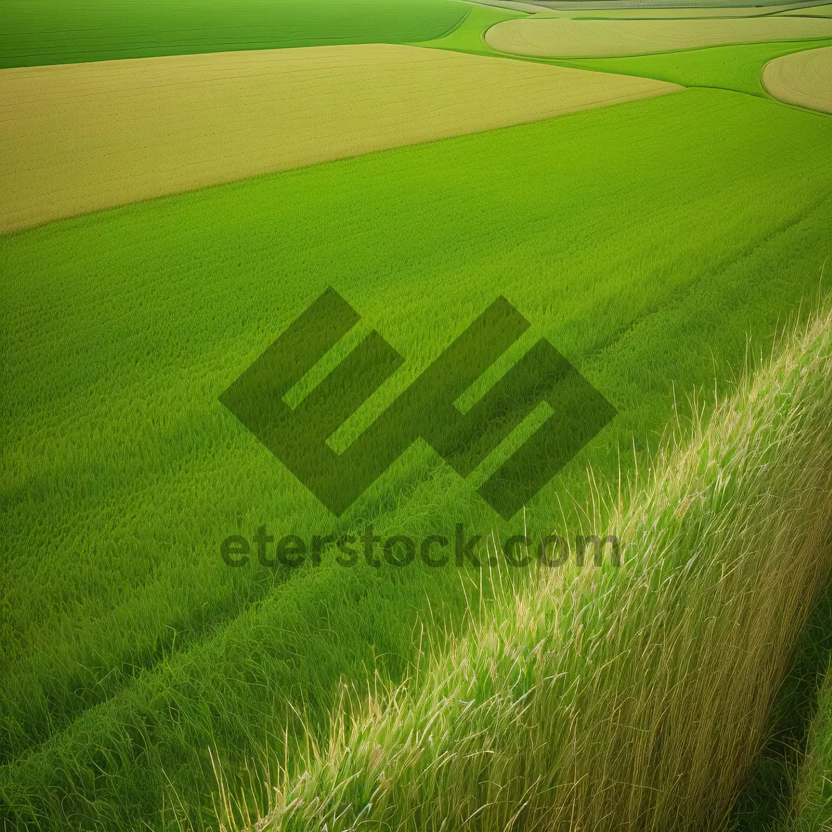 Picture of Vibrant Spring Meadow With Lush Green Grass