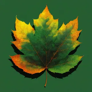 Vibrant Autumn Foliage: Colorful Maple Leaves on Branch