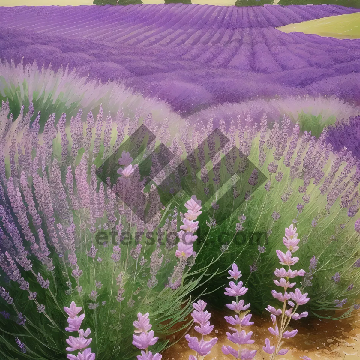 Picture of Lavender Blooms in Field of Purple