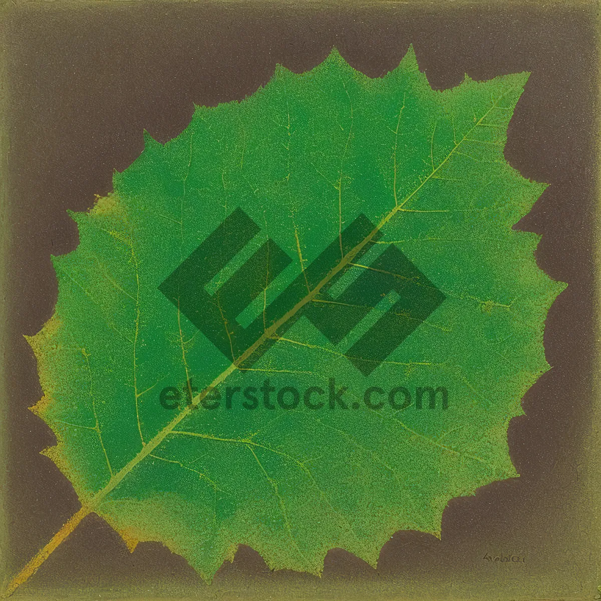 Picture of Close-up of fresh, organic lettuce leaves in a garden.