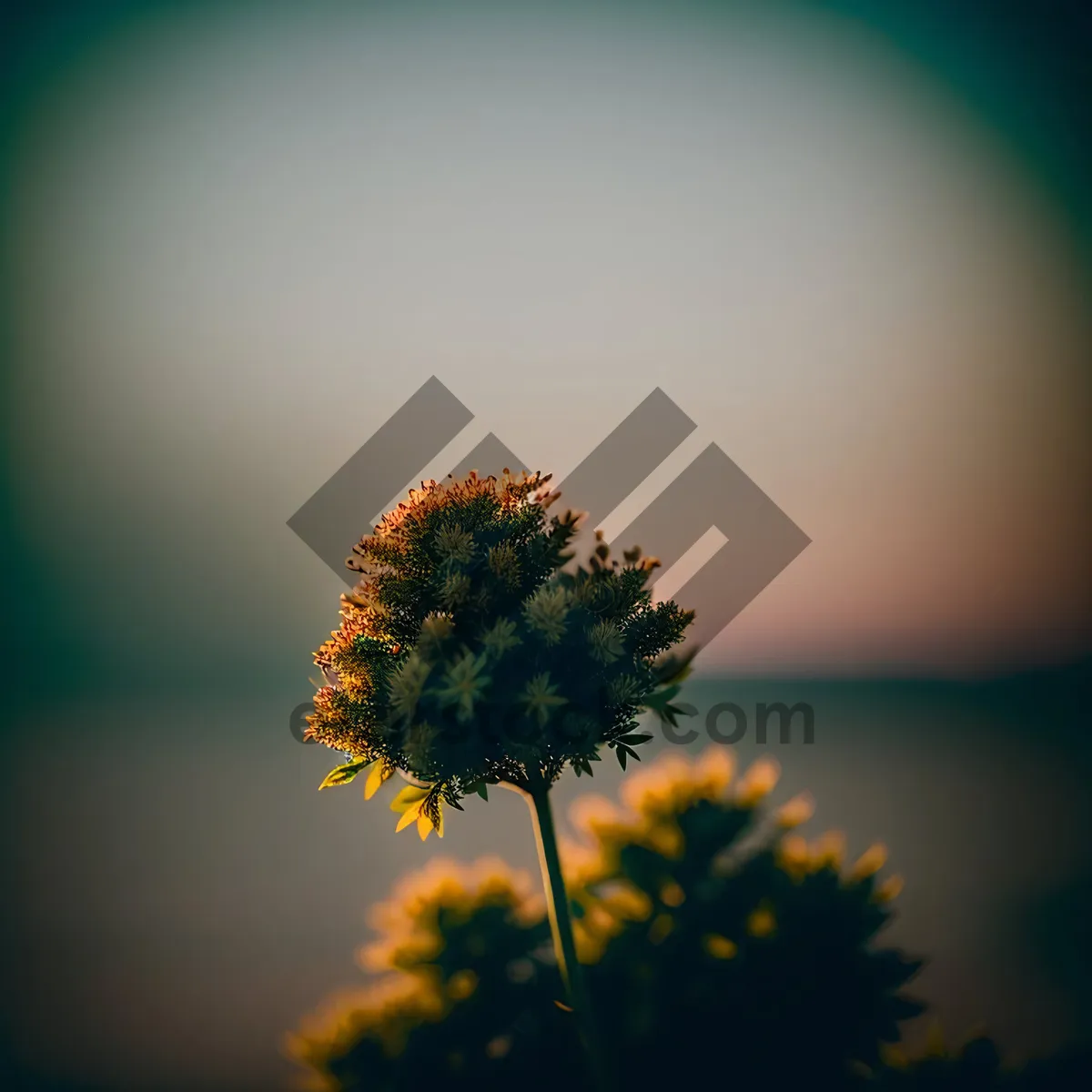 Picture of Vibrant Sunflower Blooming in Sunny Field