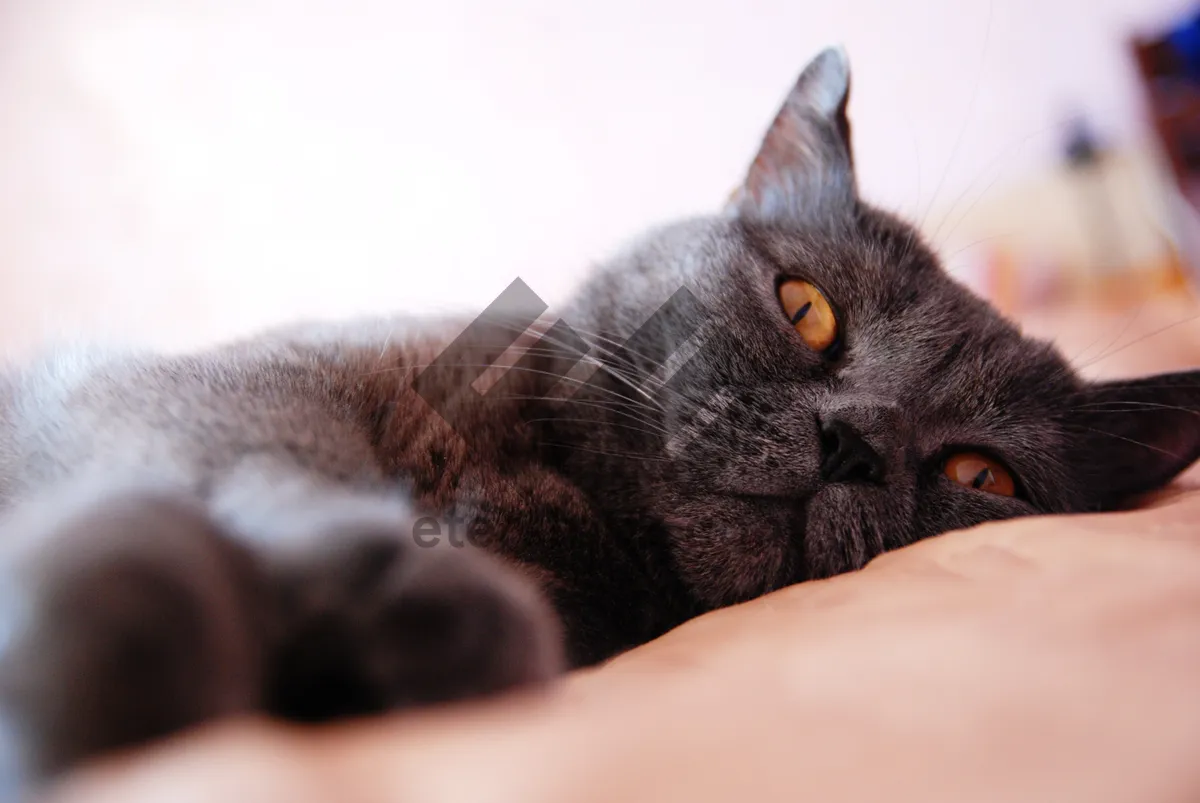 Picture of Pretty tabby kitten with curious expression and fluffy fur