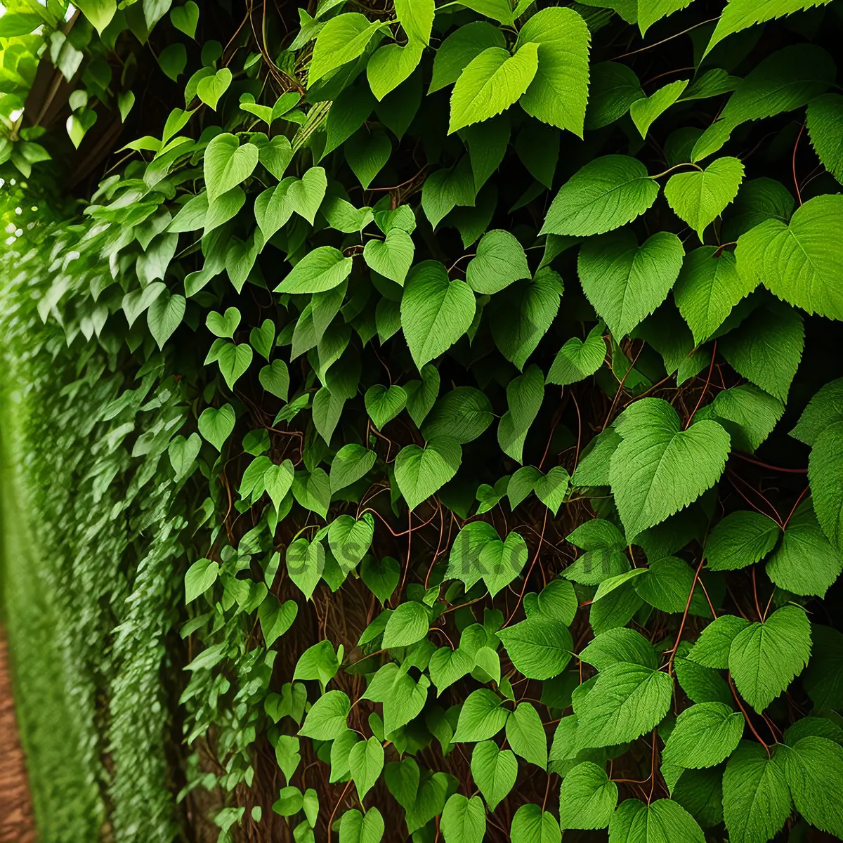 Picture of Lush Green Forest Foliage in Summer