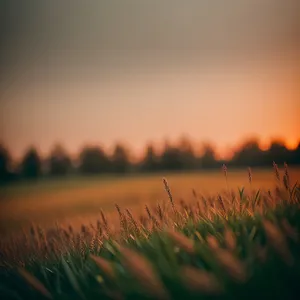 Golden Summer Field Under Clear Sky