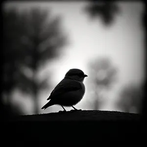 Chickadee perched on tree branch, feathers and beak visible