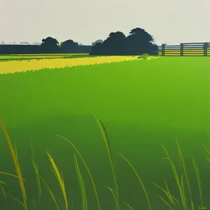 Vibrant Field of Golden Wheat under Clear Blue Sky