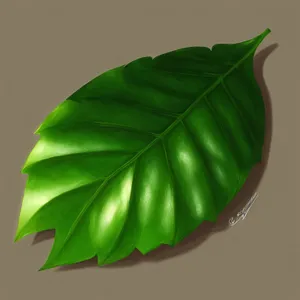 Fresh Banana Leaf - Herbal Flora and Produce