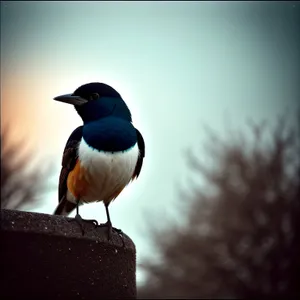 Wild Magpie Bird with Stunning Feathers