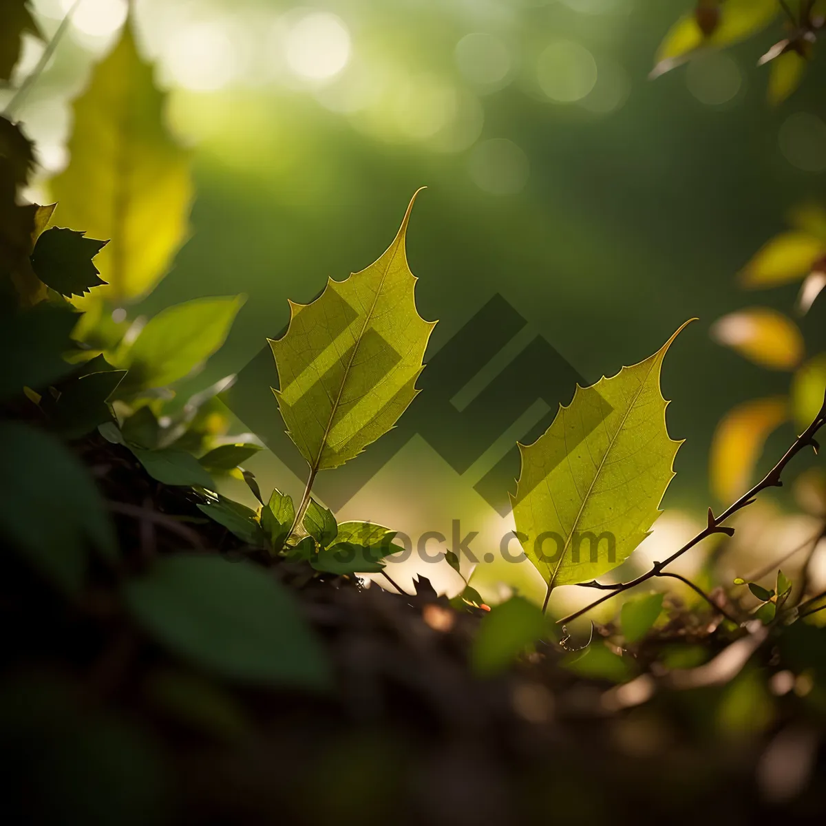 Picture of Vibrant Maple Leaves in Sunlit Forest