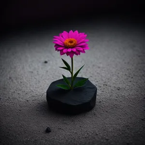Blossoming pink flower in garden pot