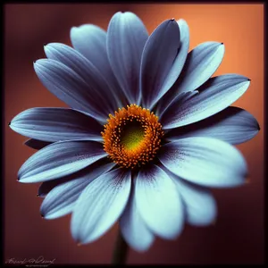 Bright Blooming Daisy - Vibrant Floral Petals in Full Bloom