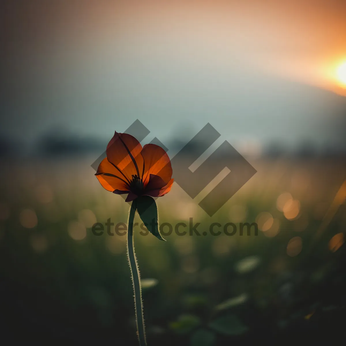 Picture of Colorful Balloon Floating Above Vibrant Garden