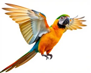 Colorful Macaw Parrot with Gold and Yellow Wings