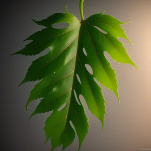 Bright Maple Leaf amidst Summer Foliage