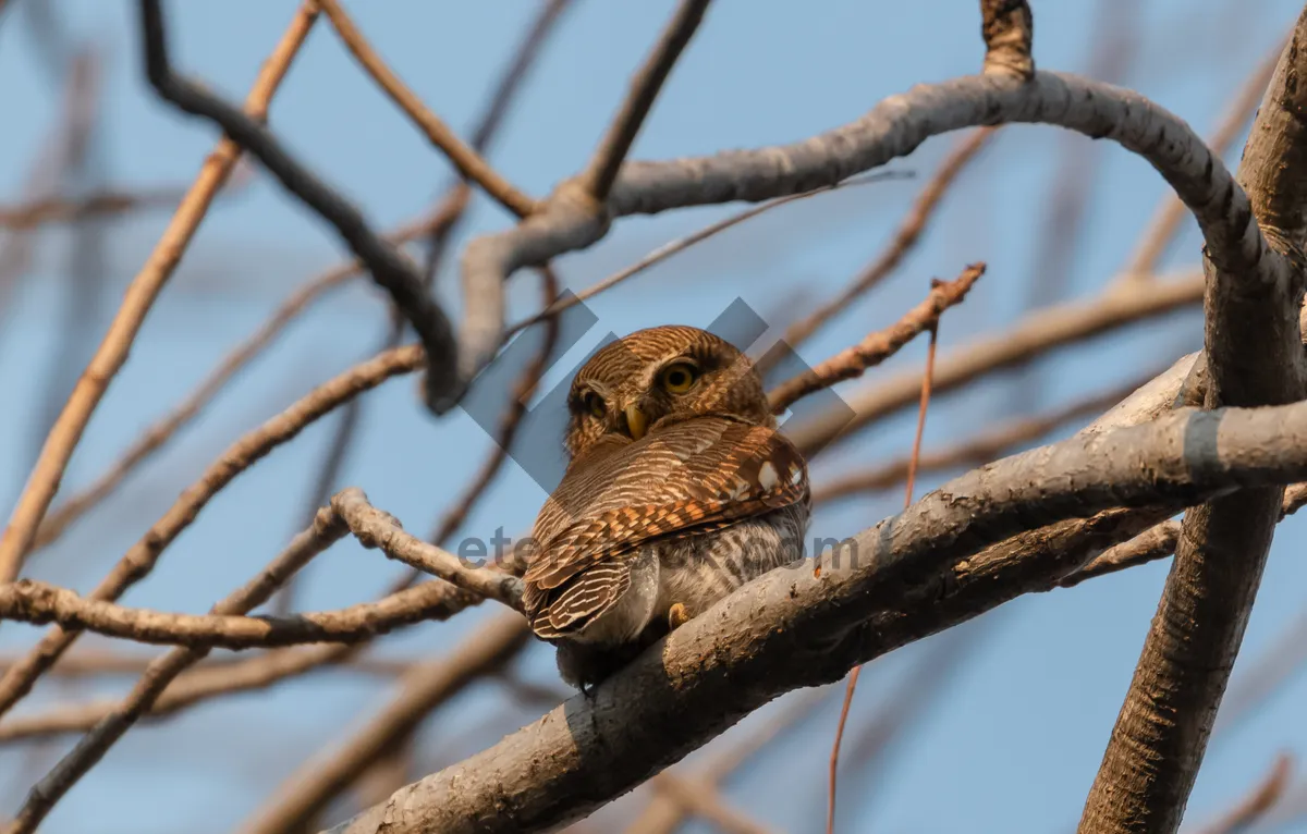 Picture of Brown sparrow perched on a spring branch.