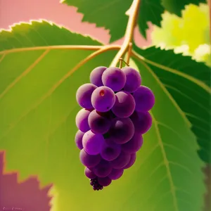 Juicy Autumn Harvest: Fresh Organic Grapes from the Vineyard