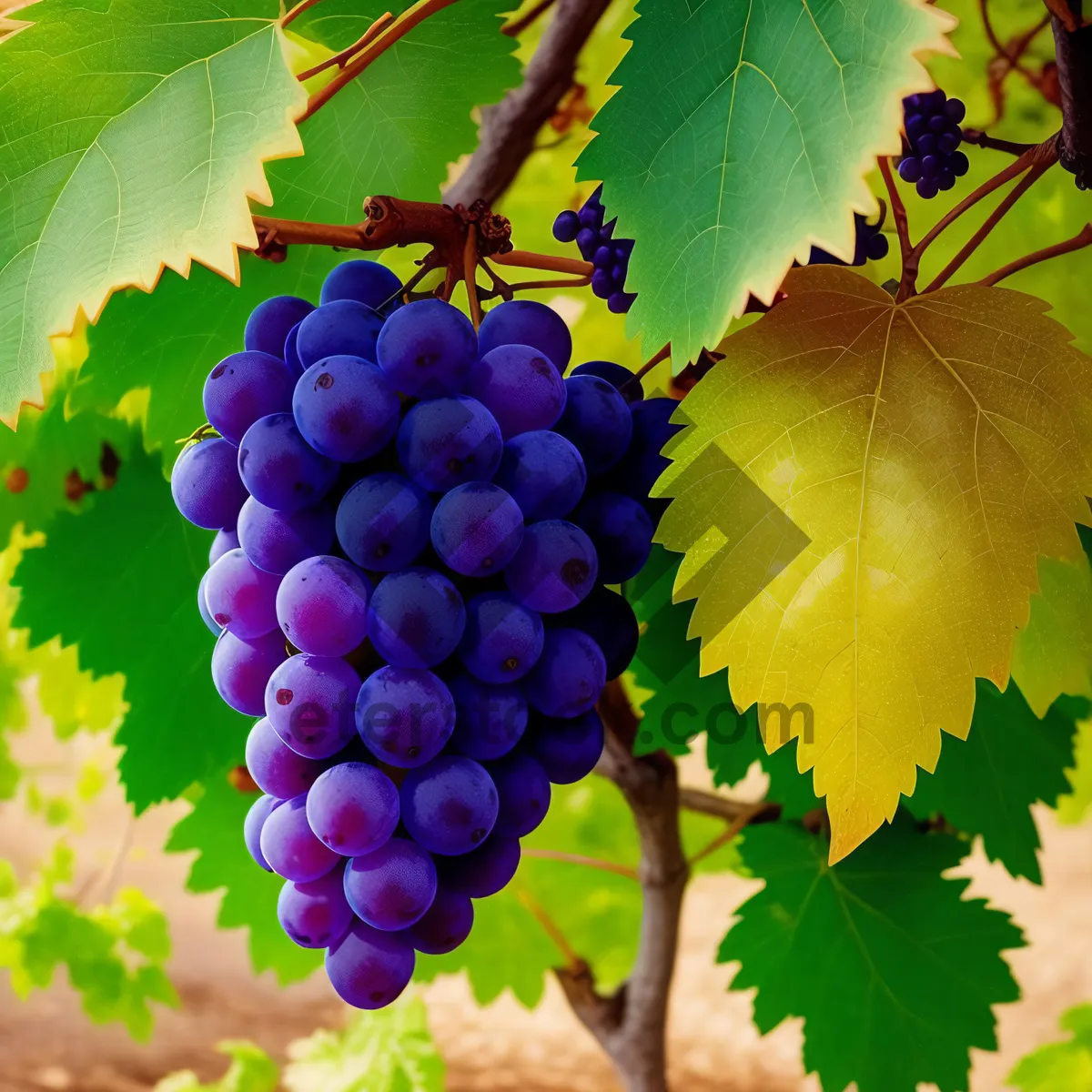 Picture of Harvested bounty in a vineyard.