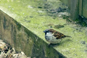 Sitting Sparrow perched on branch in garden